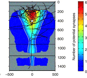 Figure 1: Geometrical output map for a pyramidal neuron in layer 3 of cat visual cortex...